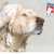 [Image: ¡Paga Q99 en vez de Q275 por Grooming: Baño Antipulgas + Corte + Cepillado + Secado + Limpieza de Glándulas + Corte y Limado de Uñas + Limpieza y Depilación de Oídos + Desparasitante + Pipeta Antipulgas y Garrapatas + Moño o Pañuelo y Perfume!m]