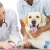 [Image: ¡Sin Restricción de Tamaño! ¡Paga Q165 en vez de Q355 por Grooming para Tu Mascota: Pipeta Anti-Pulgas + Baño Anti-Garrapatas + Corte de Pelo y Uñas + Cepillado de Dientes + Limpieza de Glándulas y Oídos + Masaje + Desparasitante y Plato para Comida!m]