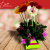 [Image: ¡Paga $20 en Lugar de $50 por Arreglo Floral con 12 Gerberas! ¡Solo 153 Cupones Disponibles!m]
