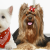 [Image: ¡Paga $12 en Lugar de $30 por Grooming para Tu Mascota: Baño + Limpieza de Oídos y Glándulas Anales + Corte de Uñas + Limado + Perfume + Moño o Pañoleta + Cepillado de Dientes + Cepillo de Dientes + Desparasitación + Paquete de Galletas Woofkiesm]