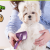 [Image: ¡Paga $12 en Lugar de $45 por Grooming para Tu Mascota: Baño, Limpieza de Oídos y Glándulas Anales, Corte y Limado de Uñas, Perfume, Moño o Pañoleta + Cepillado de Dientes + Desparasitación Oral + Desparasitación Inyectada!m]