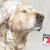 [Image: ¡Paga Q99 en vez de Q275 por Grooming para tu Mascota: Baño Antipulgas + Corte + Cepillado + Limpieza de Glándulas + Corte y Limado de Uñas + Limpieza y Depilación de Oídos + Desparasitante + Pipeta Antipulgas y Garrapatas + Moño o Pañuelo y Perfume!m]