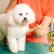 [Image: ¡Paga $12 en Lugar de $39 por 3 Grooming para Tu Perro que Incluye: 3 Baños, 3 Secados, 3 Cortes y Limados de Uñas, 3 Limpiezas de Oídos, 3 Limpiezas de Glándulas Anales, 3 Perfumados, 3 Pañuelos o Moños + 3 Cepillados de Dientes!m]