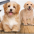 [Image: ¡Paga $12 en Lugar de $32 por 2 Grooming para Tu Mascota: 2 Baños + 2 Peinados + 2 Cortes de Uñas + 2 Limpiezas de Oídos + 2 Limpiezas de Glándulas Anales + 2 Perfumados + 2 Pañuelos o Moños + 2 Desparasitaciones o 2 Cortes de Pelo!m]