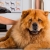 [Image: ¡Sin Restricción de Tamaño! ¡Paga Q165 en vez de Q375 por Grooming para Mascota: Baño Anti-Garrapatas + Corte de Pelo y Uñas + Cepillado + Limpieza de Glándulas, Oídos y Dientes + Pipeta Anti-Pulgas + Desparasitante o Multivitamínico y Más!m]