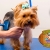 [Image: ¡Paga Q99 en lugar de Q250 por Grooming para Tu Mascota con: Baño Antipulgas + Corte + Cepillado + Limpieza de Glándulas + Corte y Limado de Uñas + Limpieza y Depilación de Oídos + Desparasitante + Pipeta Antipulgas y Antigarrapatas + Moño o Pañuelo!m]