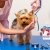 [Image: ¡Paga Q99 en vez de Q275 por Grooming para tu Mascota: Baño Antipulgas + Corte + Cepillado + Limpieza de Glándulas + Corte y Limado de Uñas + Limpieza y Depilación de Oídos + Pipeta Antipulgas y Garrapatas + Desparasitante! ¡Razas Pequeñas- Medianas!m]