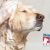 [Image: ¡Paga Q125 en vez de Q300 por Grooming para tu Mascota: Baño Antipulgas + Corte + Cepillado + Limpieza de Glándulas + Corte y Limado de Uñas + Limpieza y Depilación de Oídos + Pipeta Antipulgas y Garrapatas + Desparasitante! ¡Razas Grandes!m]