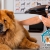 [Image: ¡Paga $12 en Lugar de $33.70 por Grooming para Tu Mascota con: Baño + Limpieza de Oídos + Limpieza de Glándulas Anales + Corte o Limado de Uñas + Desparasitante + Cepillado de Dientes + Perfumado + Pañoleta o Moño + Cepillo Dental + Bote de Perfume!m]
