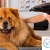 [Image: ¡Sin Restricción de Tamaño! ¡Paga Q135 en lugar de Q450 por Grooming para Mascota con: Baño Medicado Antipulgas y Antigarrapatas + Corte de Pelo + Limado de Uñas + Limpieza de Glándulas y Oídos + Cepillado de Dientes + Desparasitante y Más!m]