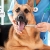[Image: ¡Paga Q350 en Lugar de Q680 por Limpieza Dental para Tu Mascota con: Remoción de Sarro, Pulido Dental, Revisión de Caries y Abscesos!m]