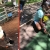 [Image: ¡Paga $10 en Lugar de $20 por 4 Entradas a la Granjita Educativa “Mi Pet Zoo”: Visita a Los Corrales, Ordeño en Vaca Simuladora, Interacción con Cuyos, Conejos, Minipigs, Patos, Gallinas y Cabra, Comida para Los Animalitos y Playground!m]