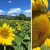 [Image: ¡Paga $30 en Lugar de $50 por Tour Guiado a Guatemala para 2 personas: Visita a Esquipulas + Finca de Girasoles + Asistencia Migratoria! ¡Solo 33 Cupones Disponibles!m]