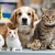 [Image: ¡Paga Q75 en Lugar de Q165 por Grooming Completo para Tu Mascota, Aplica a: Perros, Gatos, Conejos o Hámsters + 30% de descuento en Consulta Veterinaria ¡Aplica tamaño Pequeño y Mediano!m]