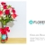 [Image: ¡Paga Q299 en lugar de Q495 por Arreglo Floral Premium a Elección entre: Lila Dream (Rosas Blancas y Lilas), Crisa (Rosas y Claveles) o Giardino (Gerberas Rosadas, Lirios y Dragones) con Entrega a Domicilio y Más!m]