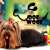 [Image: ¡Paga Q65 en lugar de Q130 por Paquete de Grooming para Mascota que Incluye: Baño + Secado + Cepillado + Corte de Pelo + Corte y Limado de Uñas + Limpieza de Oídos + Limpieza de Glándulas + Moño + Perfume en Woof Woof Professional Grooming!m]
