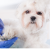 [Image: ¡Paga $12 en vez de $36 por 2 Paquetes de Grooming para Tu Mascota con: 2 Baños + 2 Peinados + 2 Cortes de Uñas + 2 Limpiezas de Oídos + 2 Limpiezas de Glándulas Anales + Perfumado + 2 Pañuelos o Moños + 1 Desparasitación Inyectada + 1 Collar!m]