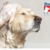 [Imagen:¡Paga Q99 en vez de Q275 por Grooming: Baño Antipulgas + Corte + Cepillado + Secado + Limpieza de Glándulas + Corte y Limado de Uñas + Limpieza y Depilación de Oídos + Desparasitante + Pipeta Antipulgas y Garrapatas + Moño o Pañuelo y Perfume!]