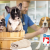 [Imagen:¡Paga Q399 en vez de Q1,100 por Paquete de Vacunación Canina con: Vacuna contra La Rabia, Moquillo, Hepatitis Infecciosa, Parvovirosis y Parainfluenza + Desparasitación + Grooming con Baño, Cepillado, Secado, Limpieza de Glándulas y Oídos y Más!]
