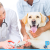 [Imagen:¡Sin Restricción de Tamaño! ¡Paga Q235 en vez de Q480 por Grooming para tu Mascota: Pipeta Anti-Pulgas + Baño Anti-Garrapatas + Corte de Pelo y Uñas + Cepillado de Dientes + Limpieza de Glándulas y Oídos + Desparasitante y Consulta Veterinaria!]