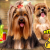 [Imagen:¡Paga $12 en Lugar de $36 por Grooming para Tu Perro que Incluye: 2 Baños, 2 Peinados, 2 Cortes de Uñas, 2 Limpiezas de Oídos, 2 Limpiezas de Glándulas Anales, 2 Perfumados, 2 Pañuelos o Moños + 1 Desparasitación Inyectada + 1 Desparasitación Oral!]