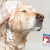 [Imagen:¡Paga Q88 en vez de Q250 por Grooming para tu Mascota: Baño Antipulgas + Corte + Cepillado + Limpieza de Glándulas + Corte y Limado de Uñas + Limpieza y Depilación de Oídos + Pipeta Antipulgas y Garrapatas + Desparasitante! ¡Razas Pequeñas- Medianas!]