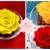 [Imagen:¡Paga $20 en Lugar de $40 por Delicada Rosa Preservada en Base de Vidrio!]