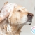 [Imagen:¡Sin Restricción de Tamaño! ¡Paga Q135 en Lugar de Q450 por Grooming Completo con Corte de Pelo + Limado de Uñas + Limpieza de Glándulas y Oídos +: Baño Medicado Antipulgas y Antigarrapatas + Cepillado de Dientes + Desparasitante y Más!]