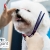 [Imagen:¡Sin Restricción de Tamaño! ¡Paga Q135 en Lugar de Q450 por Grooming Completo con Corte de Pelo + Limado de Uñas + Limpieza de Glándulas y Oídos + Baño Medicado Antipulgas y Antigarrapatas + Cepillado de Dientes + Desparasitante y Más!]