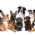 [Imagen:¡Paga $11 en Lugar de $25 por Grooming Completo para tu Mascota: Corte o Deslanado Según Raza + Corte y Limado de Uñas Profesional + Limpieza Profunda de Orejas + Hidratación Profunda de Piel y Cabello + Secado + Accesorio!]