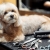 [Imagen:¡Paga Q99 en Lugar de Q335 por Grooming para Perros Pequeños: Baño Spa + Corte de Pelo (si lo requiere) + Corte y Limado de Uñas + Limpieza de Oídos + Humectación de Huellitas + Perfumado + Cepillado de Dientes + Pipeta Antipulgas + Pañuelo y Más!]
