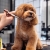 [Imagen:¡Paga Q75 en Lugar de Q165 por Grooming Completo para Tu Mascota, Aplica a: Perros, Gatos, Conejos o Hámsters + 30% de descuento en Consulta Veterinaria ¡Aplica tamaño Pequeño y Mediano!]