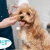 [Imagen:¡Paga $12.50 en Lugar de $25 Por Grooming para Mascota: Baño a Elección + Secado + Corte y Cepillado de Pelo + Corte y Limado de Uñas + Limpieza de Oídos + Limpieza de Glándulas Anales + Revisión Física +  15% de Descuento en Vacunación y Más!]