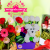 [Imagen:¡Paga Q185 en lugar de Q375 por Hermoso Arreglo de Flores a Elección para el Día del Amor y La Amistad de Margaritas, Flores y Regalos!]