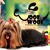 [Imagen:¡Paga Q65 en lugar de Q130 por Paquete de Grooming para Mascota que Incluye: Baño + Secado + Cepillado + Corte de Pelo + Corte y Limado de Uñas + Limpieza de Oídos + Limpieza de Glándulas + Moño + Perfume en Woof Woof Professional Grooming!]