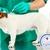 [Imagen:¡Paga $31 en lugar de $92 por Tratamiento contra Pulgas y Garrapatas que Incluye: Evaluación + 4 Baños Medicados + 3 Inyecciones + Segunda Evaluación al Final del Tratamiento en Animal Hospital!]