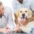 [Imagen:¡Sin Restricción de Tamaño! ¡Paga Q165 en vez de Q355 por Grooming de Lujo: Pipeta Anti-Pulgas + Baño Anti-Garrapatas + Corte de Pelo y Uñas + Cepillado de Dientes + Limpieza de Glándulas y Oídos + Masaje + Desparasitante y Plato para Comida!]