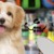 [Imagen:¡Paga Q65 en lugar de Q130 por Paquete de Grooming para Mascota que Incluye: Baño + Secado + Cepillado + Corte de Pelo + Corte y Limado de Uñas + Limpieza de Oídos + Limpieza de Glándulas + Moño + Perfume!]