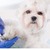 [Imagen:¡Paga $12 en vez de $36 por 2 Paquetes de Grooming para Tu Mascota con: 2 Baños + 2 Peinados + 2 Cortes de Uñas + 2 Limpiezas de Oídos + 2 Limpiezas de Glándulas Anales + Perfumado + 2 Pañuelos o Moños + 1 Desparasitación Inyectada + 1 Collar!]