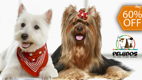 [Image: ¡Paga $12 en Lugar de $30 por Grooming para Tu Mascota: Baño + Limpieza de Oídos y Glándulas Anales + Corte de Uñas + Limado + Perfume + Moño o Pañoleta + Cepillado de Dientes + Cepillo de Dientes + Desparasitación + Paquete de Galletas Woofkiesm]