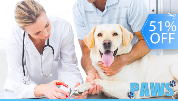 [Image: ¡Sin Restricción de Tamaño! ¡Paga Q235 en vez de Q480 por Grooming para tu Mascota: Pipeta Anti-Pulgas + Baño Anti-Garrapatas + Corte de Pelo y Uñas + Cepillado de Dientes + Limpieza de Glándulas y Oídos + Desparasitante y Consulta Veterinaria!m]
