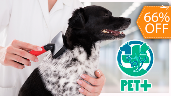 [Image: ¡Paga $12 en Lugar de $35 por Grooming para Tu Perro que Incluye: Baño, Limado y Corte de Uñas, Limpieza de Oídos y Glándulas Anales, Cepillado de Dientes, Perfume, Moño o Pañoleta + Desparasitación Oral e Inyectada!m]