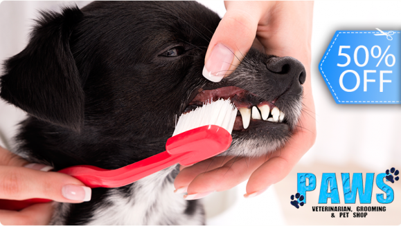 [Image: ¡Paga Q295 en lugar de Q595 por Limpieza Dental para Mascota con: Remoción de Sarro, Pulido Dental, Revisión de Caries y Abscesos + Bolsa Dental Life de Purina para Cuidado Dental en Casa!m]