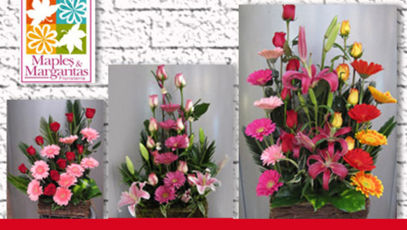 [Image: ¡Paga Q100 en lugar de Q200 en todo el catálogo de arreglos de Maples &amp; Margaritas!m]