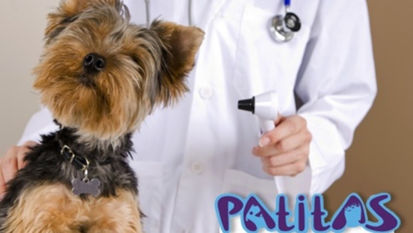[Image: ¡Paga $15 en lugar de $39.75 por un Paquete para tu Mascota: Cambio de Look + Consulta veterinaria o Limpieza Dental +2 Fotos Profesionales en foto-estudio + 1 Taza con Impresión de Fotos y galletas de carne para tu perro todo en Patitas Veterinaria!m]