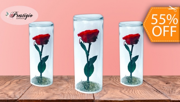 [Image: ¡Paga $18 en Lugar de $40 por Delicado Arreglo de 1 Rosa Preservada con Tallo (20 cm de Alto) en Cápsula de Cristal!m]