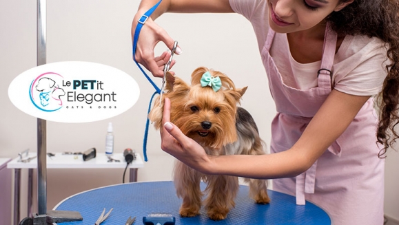 [Image: ¡Sin Restricción de Tamaño! ¡Paga Q135 en lugar de Q450 por Grooming para Tu Mascota con: Baño Medicado Antipulgas y Antigarrapatas + Estilizado de Pelo + Limado de Uñas + Limpieza de Glándulas y Oídos + Cepillado de Dientes + Desparasitante y Más!m]