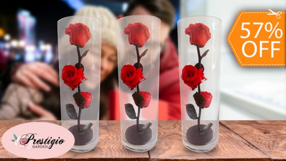 [Image: ¡Paga $26 en Lugar de $60 por Elegante Arreglo de 3 Rosas Preservadas en Cápsula de Cristal!m]