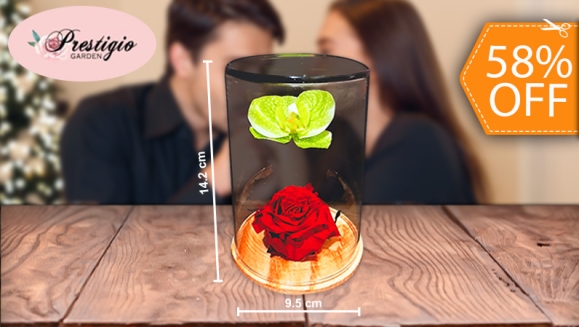 [Image: ¡Paga $20 en Lugar de $48 por Hermosa Rosa Preservada en Capsula de Cristal con Base de Madera y Adornada con Orquídea Artificial!m]