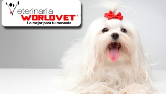 [Image: ¡Paga $15 en lugar de $51 por paquete para mascota que incluye: limpieza dental + grooming completo + consulta veterinaria + desparasitante + aplicación de Fipronil (para pulgas y garrapatas) en Veterinaria Worldvet!m]